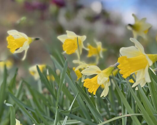 1-wild-daffodils-jpeg.jpeg