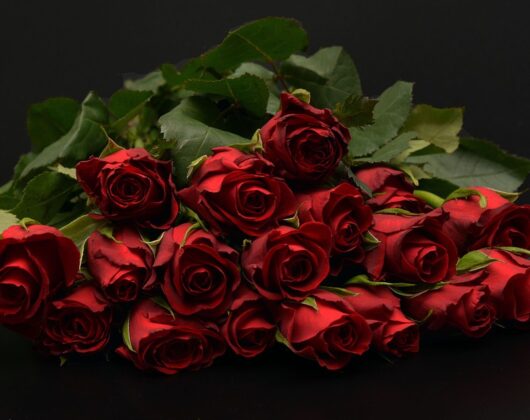 roses-1198275_960_720.jpg
