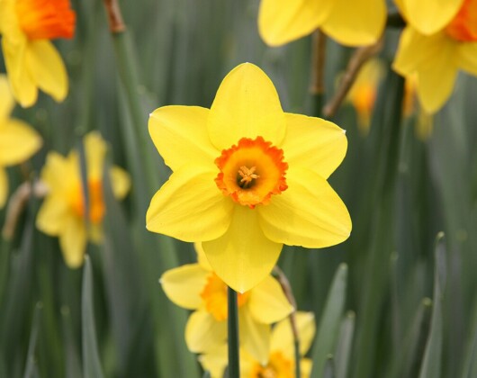 Daffodil flower
