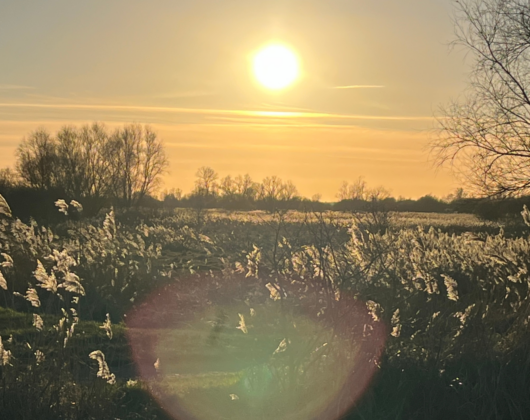 Wicken Fen in sunshine